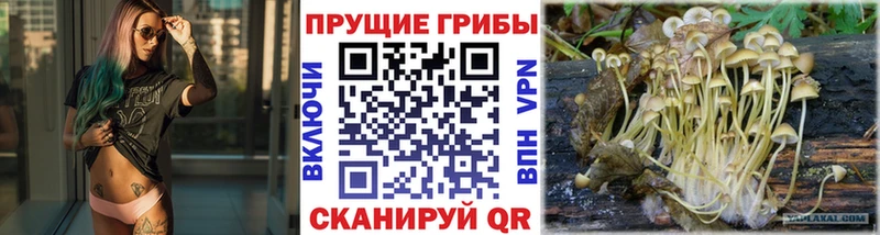 Псилоцибиновые грибы GOLDEN TEACHER  Закаменск 